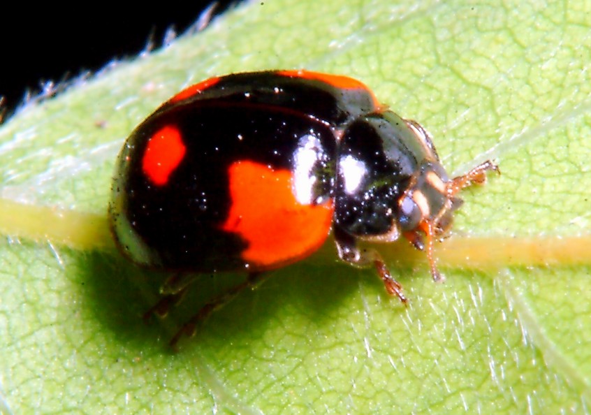 Adalia bipunctata